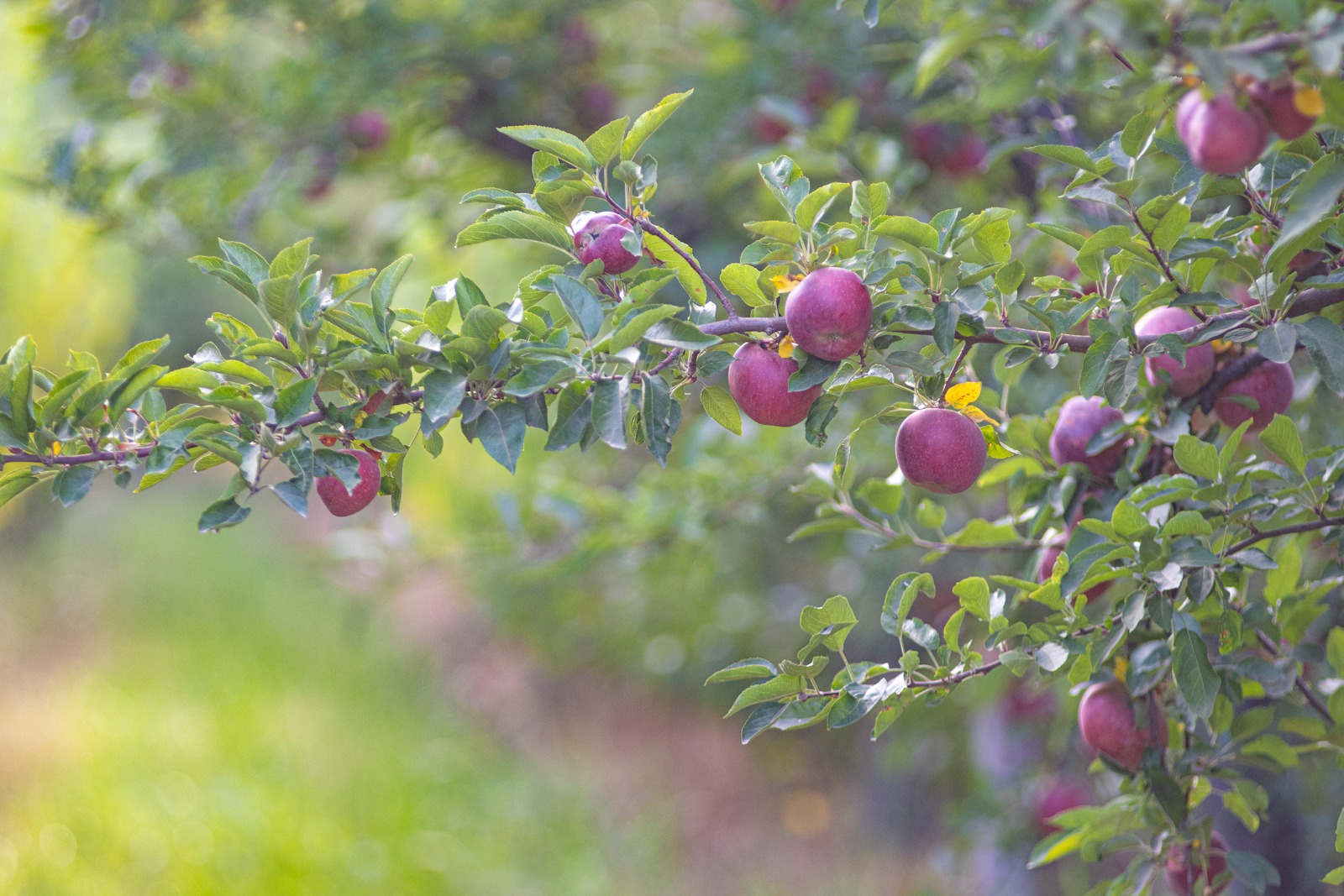 Chacra Agroturística La Manzana